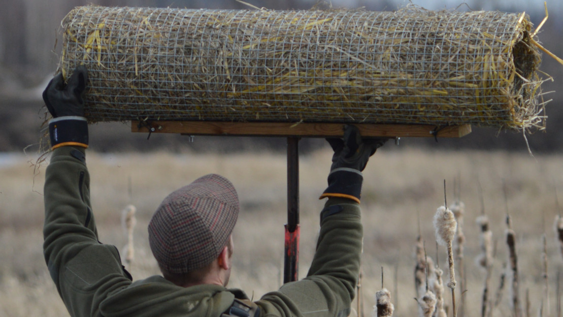 Mies asentamassa sorsan putkipesää. Kuva: Jaska Salonen.