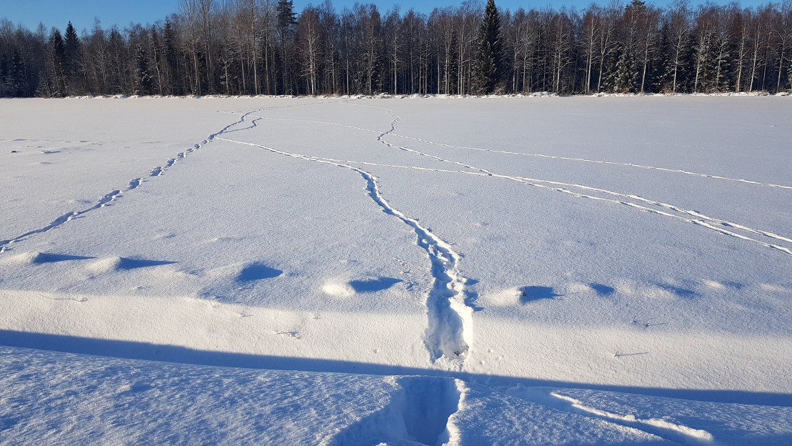 Jälkijonoja lumella. Kuva: Leena Kangas