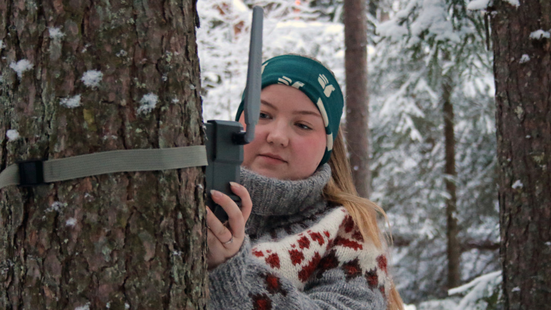 Sandra Österbacka kerää riistakamerakuvia ilveksistä pro gradu -tutkielmaa varten. 