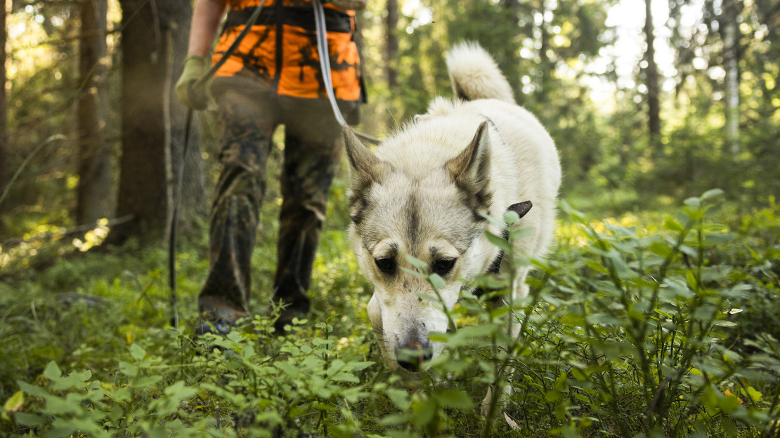Laika jäljellä. Kuva: Pekka Rousi.