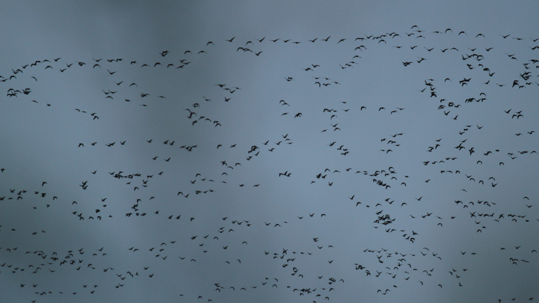 Valkoposkihanhiparvi.