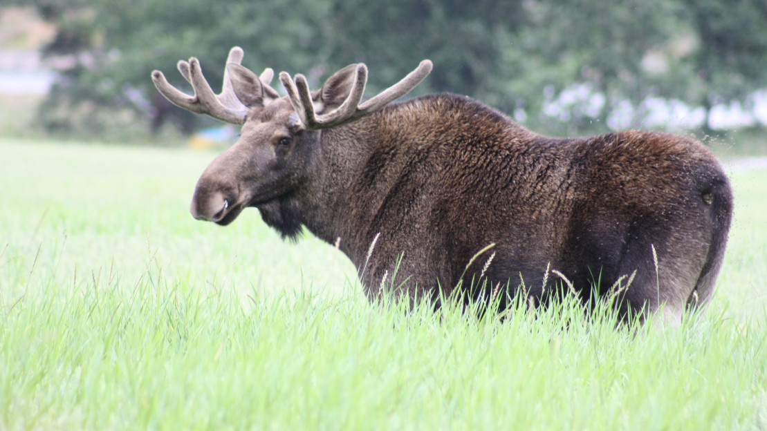 Hirvisonni kesäisellä pellolla.