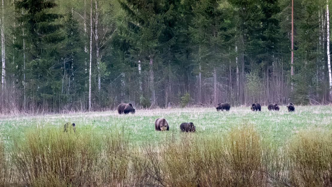 Karhuja keväisellä pellolla.