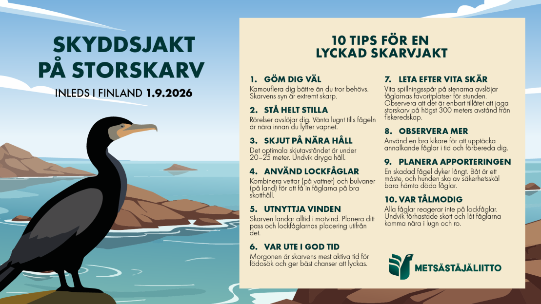 Storskarv.