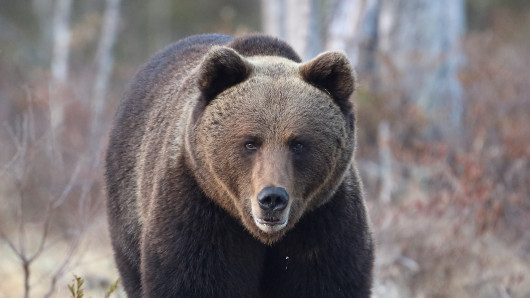 Hallinto-oikeus totesi karhunmetsästyksen poikkeusluvat Kuhmossa laillisiksi 