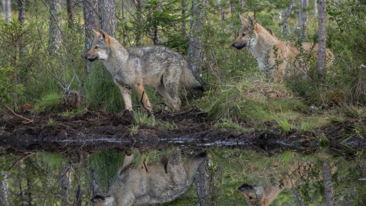 Nuoria susia lammen rannalla.