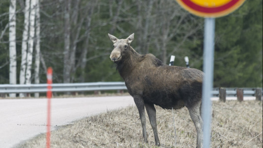 Hirvi tien varrella.