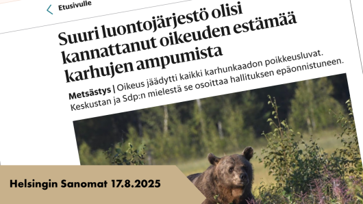 Kuvassa uutisotsikko, jolla Helsingin Sanomat kirjoitti karhulupien kaatumisesta hallinto-oikeuden välipäätöksellä 17. elokuuta 2025.