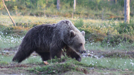 Karhu kävelemässä suolla. Kuva: Teemu Simenius.