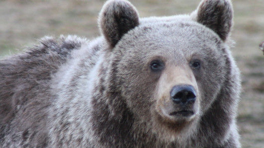 Karhu. Kuvaaja Teemu Simenius/ Suomen Metsästäjäliitto.