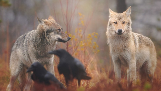 Kaksi sutta metsäsässä. Kuva Vastavalo/Niko Pekonen.