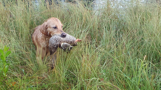 Noutaja tuo sorsaa rannalle. Kuva: Leena Kangas