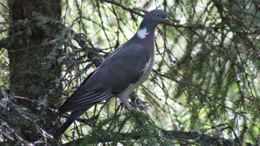 Sepelkyyhky kuusessa. 