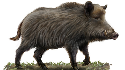 Villisika. Kuva: Juha Hellström