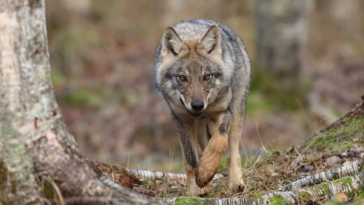 Susi juoksee metsässä kohti kuvaajaa.