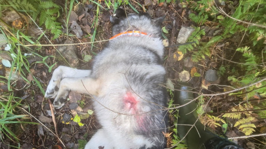 Harmaa norjanhirvikoira raadeltuna. Kuva: Heikki Laukkanen.