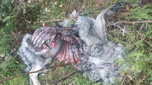 Koiran jäännöksen sammalikolla. Kuva: omistajan arkisto. 