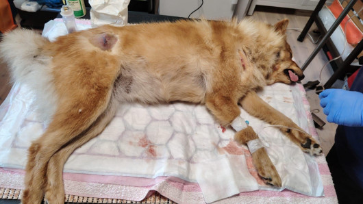 Koira eläinlääkärin pöydällä. Kuva: Mertsi Steniuksen kuva-arkisto.