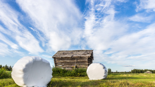 Paaleja heinäpellolla lahon ladon edessä.