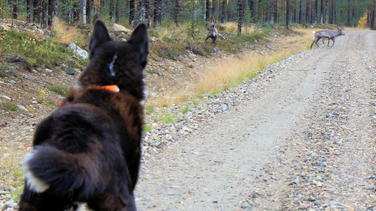 Koira katsoo tiellä olevia poroja. 