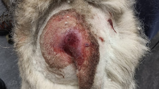 Norjanhirvikoira Pyryn selkä suden hyökättyä koiratarhaan