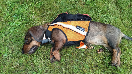 Kuollut mäyräkoira nurmella. Kuva Timo Puranen. 