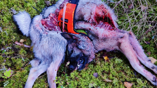 Hirvikoira ehdittiin raadella pahoin ennen sen löytymistä. Kuva: Juha Visurin kuva-arkisto.