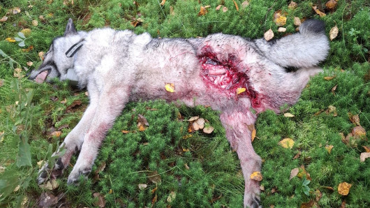 Raadeltu koira sammalikossa. Kuva: Mauri Lielahti.