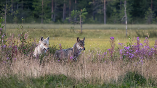 Kaksi sutta heinikossa. Kuva: Timo Ahola.