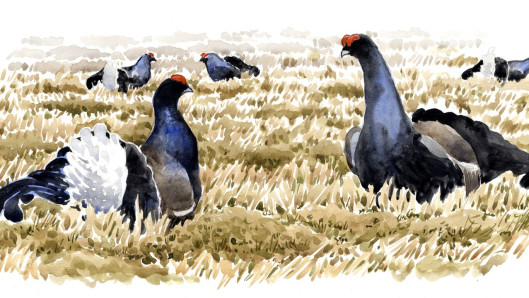 Teeret kukkoilemassa soitimella. Piirros: Juha Hellström