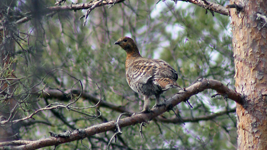 Teerinaaras puussa. Kuva: Teemu Simenius