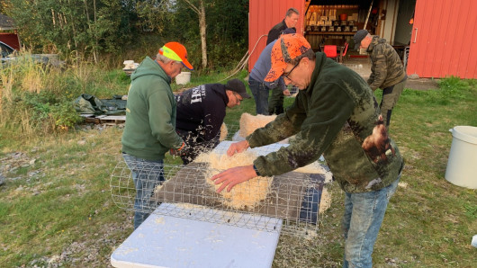 Sorsien putkipesä eli sorsatuubi työn alla.