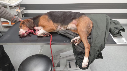 Ajokoira Heta jouduttiin lopettamaan eläinlääkärissä. Kuva: Timo Parviainen.