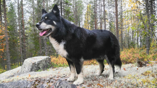 Lönni selvisi susien hyökkäyksestä. Kuva: omistajan arkisto.