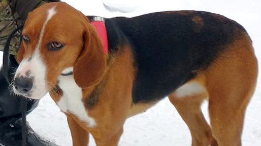 Lempi oli kovan luokan jänisajuri. Kuva: Omistajan arkisto.