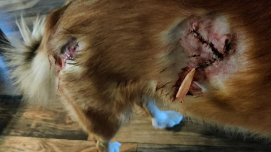 Islanninlammaskoira Moria yritti pihassa ottaa kiinni peto, todennäköisesti susi, viime lauantaina Perhossa. Kuva: Mirka Peltokangas.