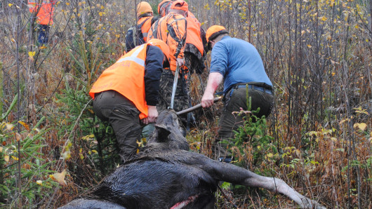 Hirvenpyyntiin käytetään 670 000 metsästyspäivää. Kuva: Sara Sairanen.