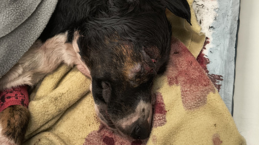 Koira makaamassa eläinlääkärin pöydällä. Kuva: omistajan arkisto.