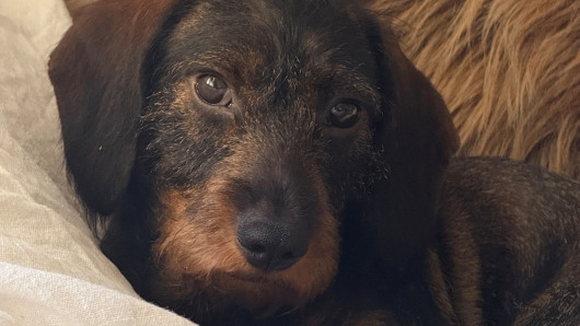 Rolle ennen hyökkäystä. Kuva: omistajan arkisto.