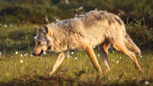 Susi suolla. Kuva: Ville Heikkinen