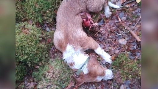 Susi raateli Eemelin pahoin. Kuva: omistajan arkisto. 