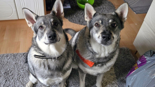 Sissosen koirat ennen hyökkäystä. Kara vasemmalla. Kuva: Rauno Sissonen.