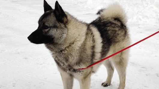 Otto ennen hyökkäystä. 