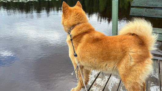 Pystykorva ennen joutumistaan suden syömäksi. Kuva: omistajan arkisto.