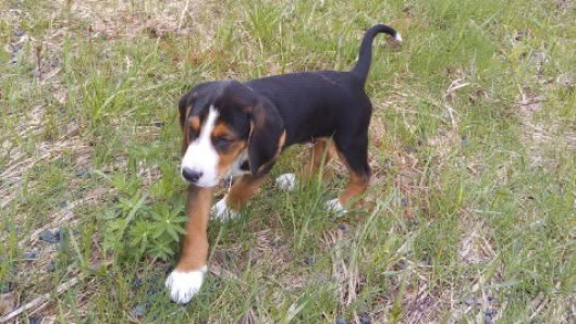 Havukkakallion Frodo (kuvassa pentuna) oli isäntänsä mukaan myös ihmisystävällinen ja sosiaalinen kotikoira. Kuva: omistajan arkisto.