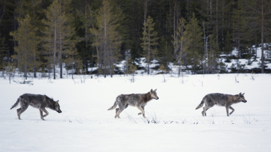 Kolme sutta kulkemassa lumella. Kuva: Timo Ahola / Vastavalo