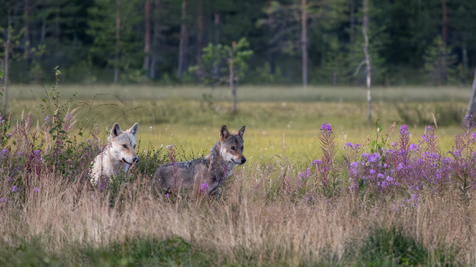 Nuoria susia. Kuva: Timo Ahola.