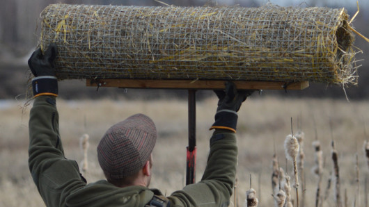 Mies asentamassa sorsan putkipesää. Kuva: Jaska Salonen.