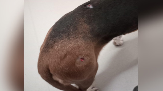 Ajokoira selvisi ruhjeilla. Kuva: omistajan arkisto.