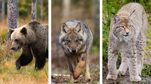 Karhu, susi ja ilves. 